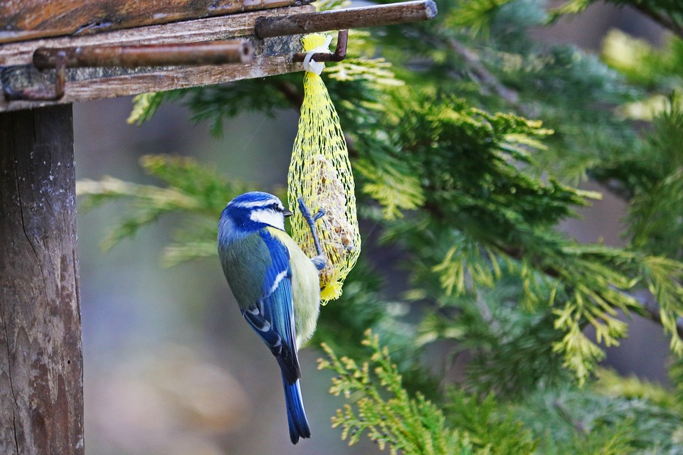 bird-feeding